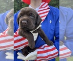 Small #3 Labrador Retriever
