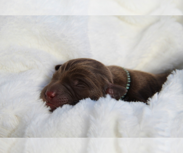 Medium Photo #9 Labrador Retriever Puppy For Sale in HYDE PARK, VT, USA