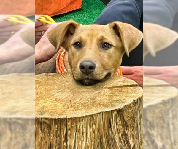 Medium Photo #9 Retriever -Unknown Mix Puppy For Sale in Minneapolis, MN, USA