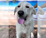 Small Photo #8 Great Pyrenees Puppy For Sale in Spring, TX, USA