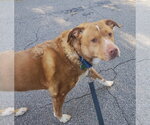 Small #8 Labrador Retriever Mix