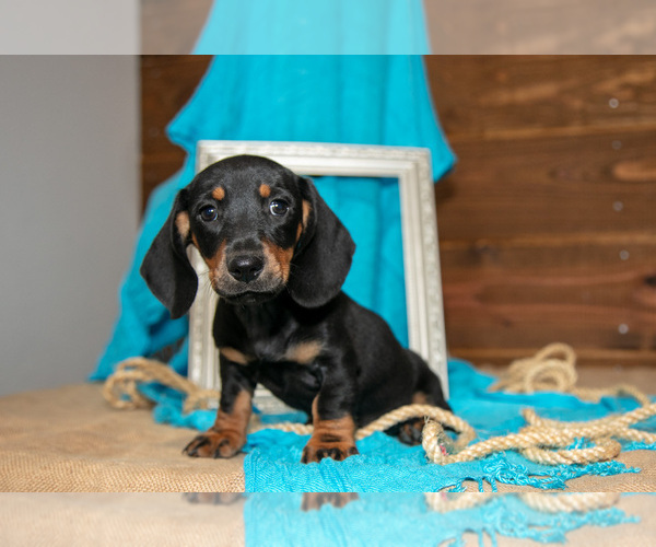 Medium Photo #3 Dachshund Puppy For Sale in WAKARUSA, IN, USA
