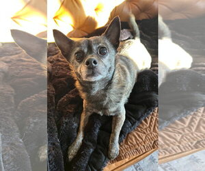 Alfalfa - Male Chihuahua-Unknown Mix Dog for Adoption - Photo #2