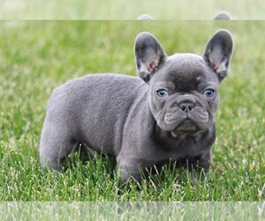 French Bulldog Puppy for sale in APPLE CREEK, OH, USA