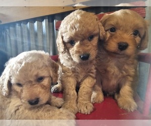 Doodle-Golden Retriever Mix Puppy for sale in BELLEVIEW, FL, USA