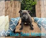 Puppy Denali American Bully