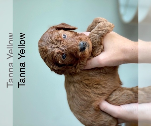 Medium Photo #19 Goldendoodle Puppy For Sale in KISSIMMEE, FL, USA