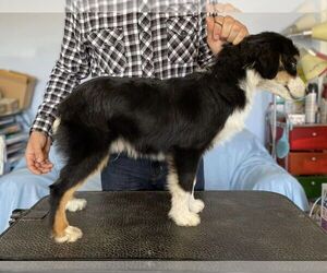 Miniature American Shepherd Puppy for sale in GARYSBURG, NC, USA