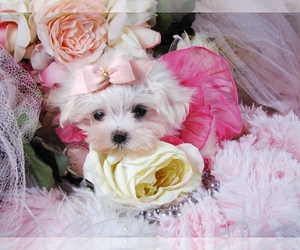 Maltese Puppy for sale in JACKSONVILLE, FL, USA
