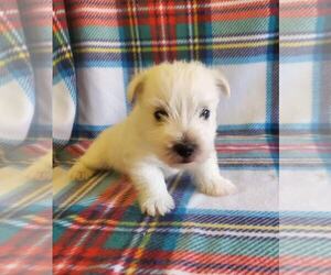 West Highland White Terrier Puppy for sale in MOUNTAINBURG, AR, USA
