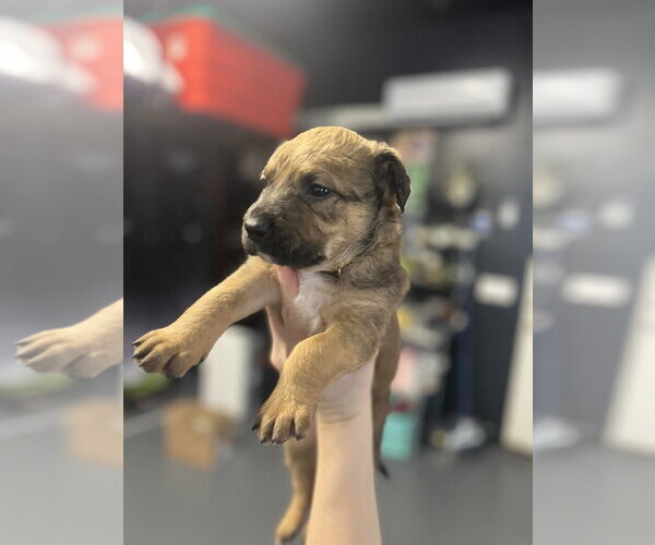 Medium Photo #2 Holland Shepherd-Unknown Mix Puppy For Sale in Imlay City, MI, USA