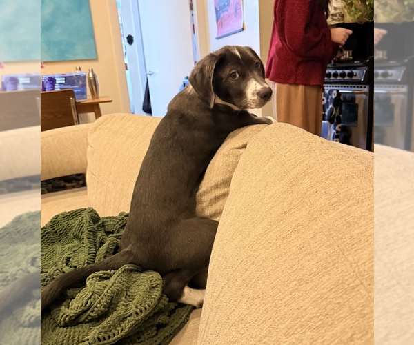 Medium Photo #8 Mutt Puppy For Sale in Brooklyn, NY, USA