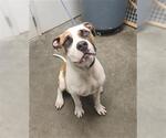 Small American Staffordshire Terrier-Boxer Mix
