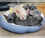 Small Photo #6 French Bulldog Puppy For Sale in GILBERTSVILLE, PA, USA