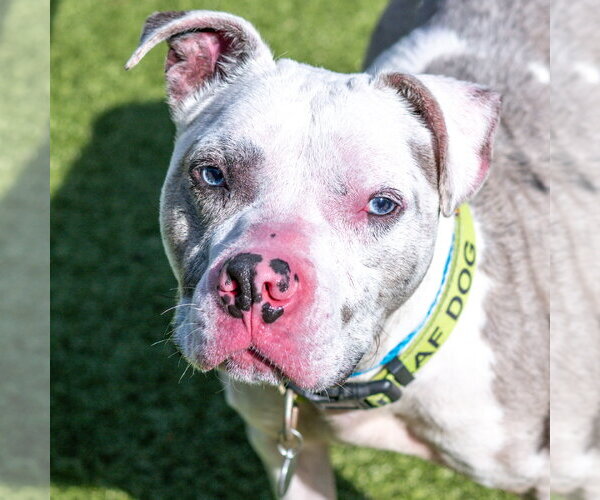 Medium Photo #3 Mutt Puppy For Sale in Hilton Head, SC, USA