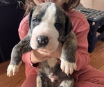 Puppy Jinu Great Dane
