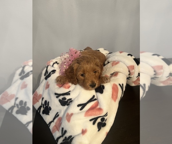 Medium Photo #4 Goldendoodle (Miniature) Puppy For Sale in LOVES PARK, IL, USA