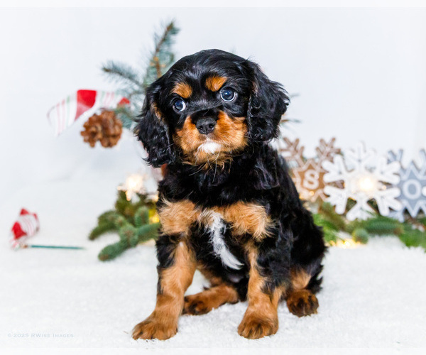 Medium Photo #73 Cavalier King Charles Spaniel Puppy For Sale in WAKARUSA, IN, USA