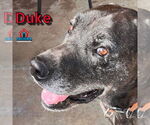 Small #1 Great Dane Mix