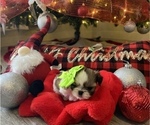 Small Photo #17 Shih Tzu Puppy For Sale in NAPLES, FL, USA
