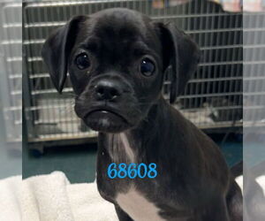 Pug-Unknown Mix Dogs for adoption in Chico, CA, USA