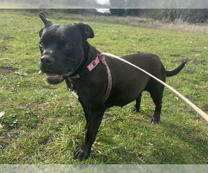 Mutt Dogs for adoption in McKinleyville, CA, USA