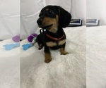 Small Photo #4 Dachshund Puppy For Sale in GUYTON, GA, USA