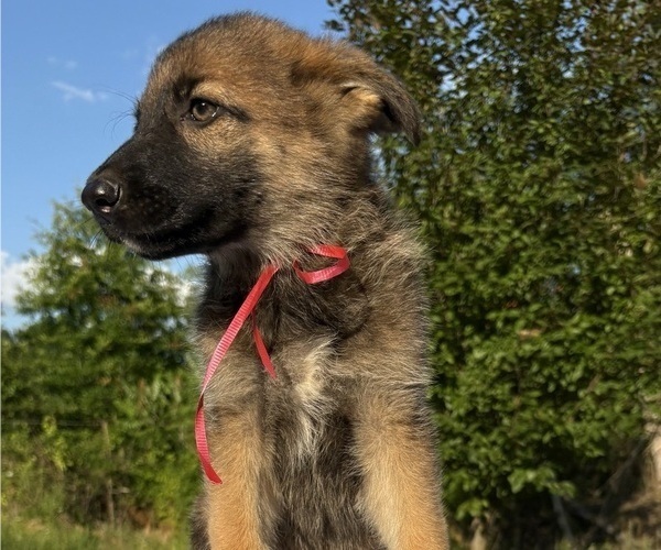 Medium Photo #3 German Shepherd Dog Puppy For Sale in MOSCOW, TN, USA