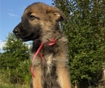 Small #2 German Shepherd Dog