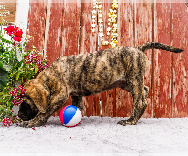 Medium Photo #5 Mastiff Puppy For Sale in WAKARUSA, IN, USA