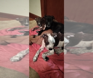 American Pit Bull Terrier-Plott Hound Mix Puppy for sale in KANSAS CITY, MO, USA