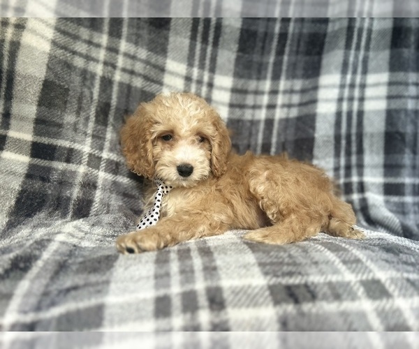 Medium Photo #7 Cockapoo Puppy For Sale in LAKELAND, FL, USA