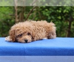 Small #16 Poodle (Toy)