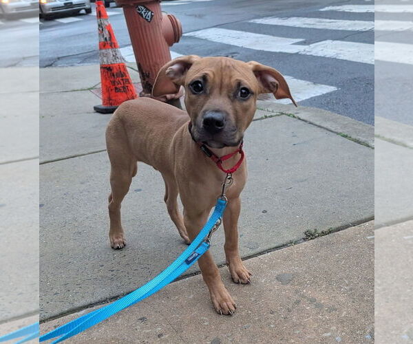 Medium Photo #6 Mutt Puppy For Sale in Philadelphia, PA, USA