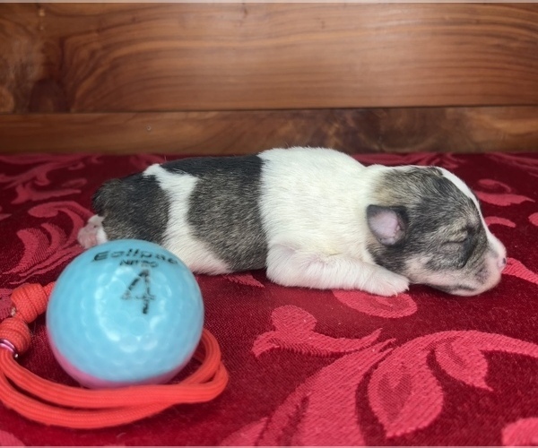 Medium Photo #10 Schnauzer (Miniature) Puppy For Sale in BIG CABIN, OK, USA