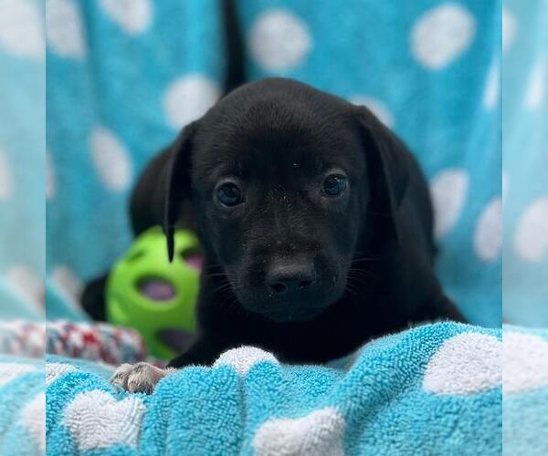 Medium Photo #2 Labrador Retriever-Unknown Mix Puppy For Sale in San Diego, CA, USA