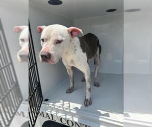 American Pit Bull Terrier Dogs for adoption in Houston, TX, USA