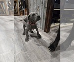 Small #8 Great Dane