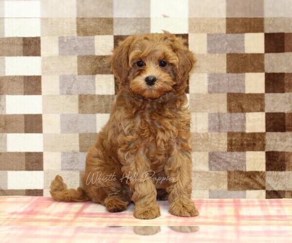 Medium Photo #3 Cavapoo Puppy For Sale in DENVER, PA, USA