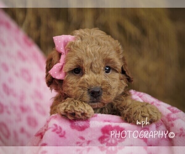 Medium Photo #1 Cockapoo-Poodle (Miniature) Mix Puppy For Sale in LIBERTY, KY, USA