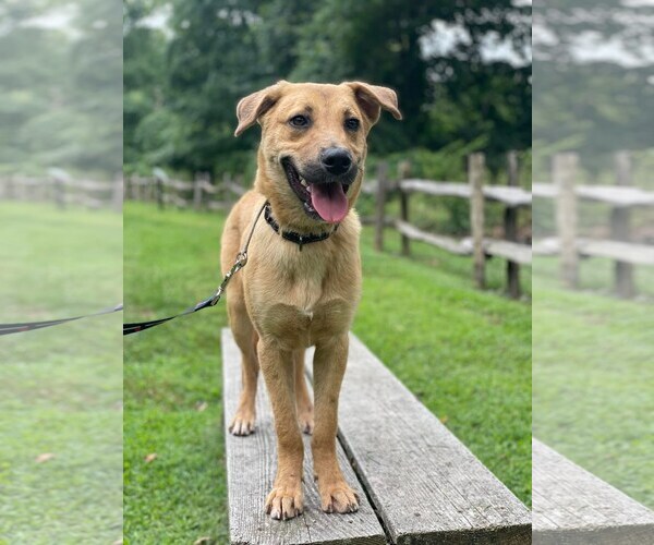 Medium Photo #9 Mutt Puppy For Sale in Woodbury, NY, USA
