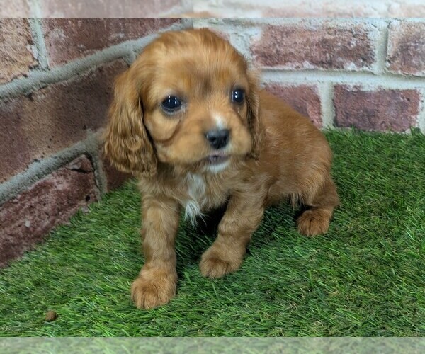 Medium Photo #8 Cavalier King Charles Spaniel Puppy For Sale in MOBERLY, MO, USA
