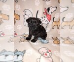 Small #12 Poodle (Toy)