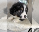 Puppy 2 Miniature American Shepherd