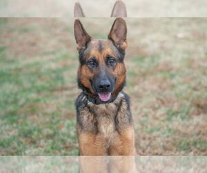 German Shepherd Dog Dogs for adoption in La Grange , NC, USA