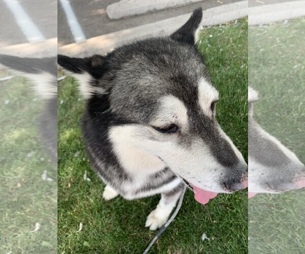 Medium Photo #7 Siberian Husky Puppy For Sale in Cedar Crest, NM, USA