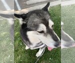 Small #6 Siberian Husky