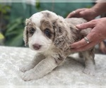Puppy 5 Aussie-Poo-Miniature Bernedoodle Mix