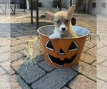 Small #3 Pembroke Welsh Corgi