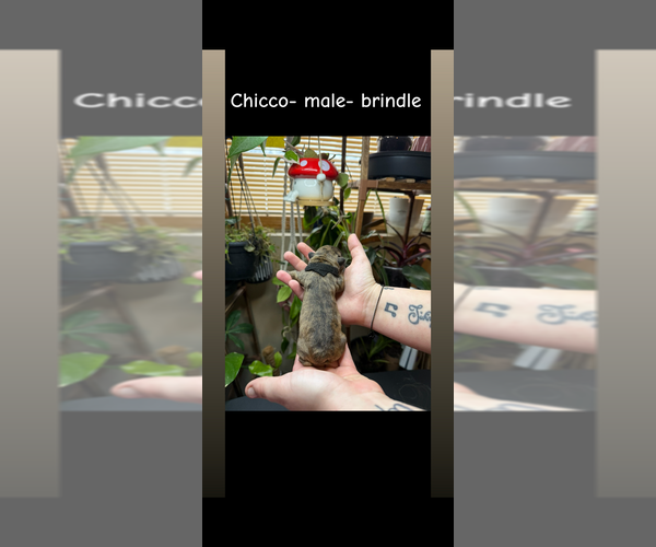 Medium Photo #2 French Bulldog Puppy For Sale in ELK RIVER, MN, USA